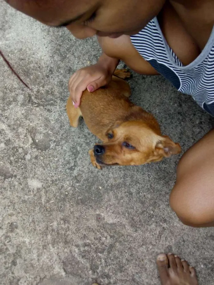Cachorro raça Pincher idade 1 ano nome Mel