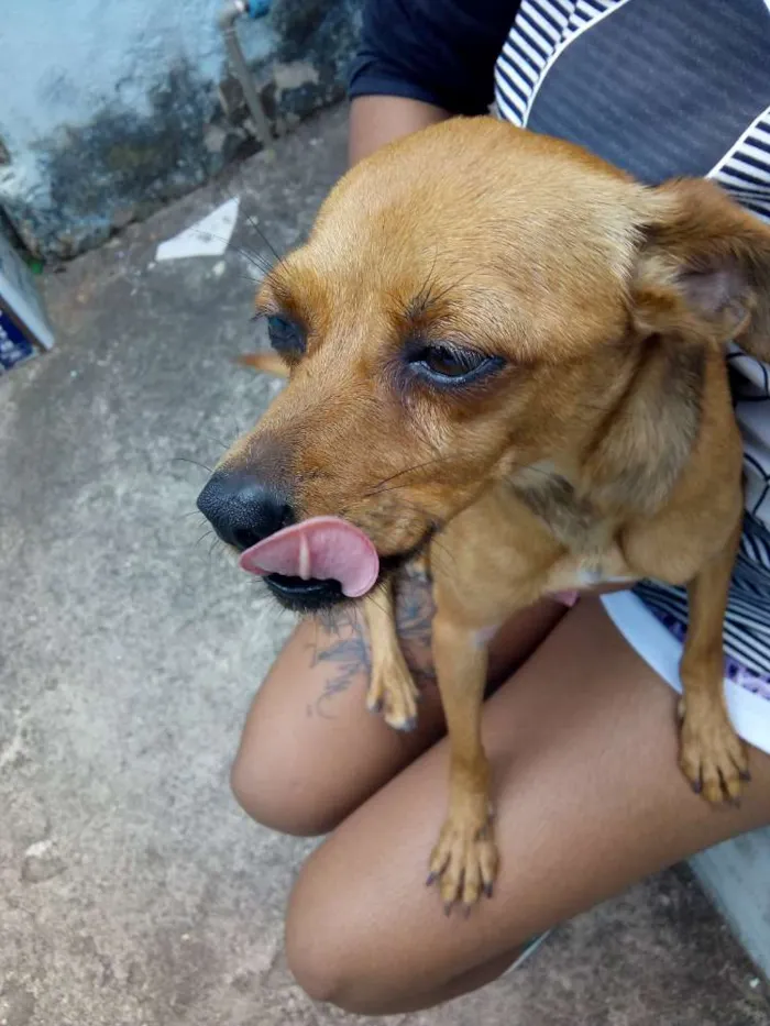 Cachorro raça Pincher idade 1 ano nome Mel