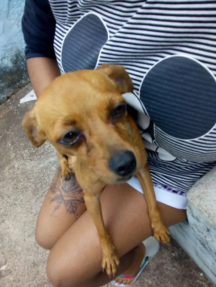 Cachorro raça Pincher idade 1 ano nome Mel