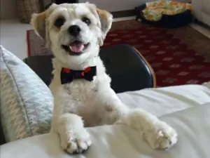Cachorro raça SRD idade 1 ano nome Scooby 