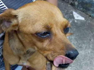 Cachorro raça Pincher idade 1 ano nome Mel