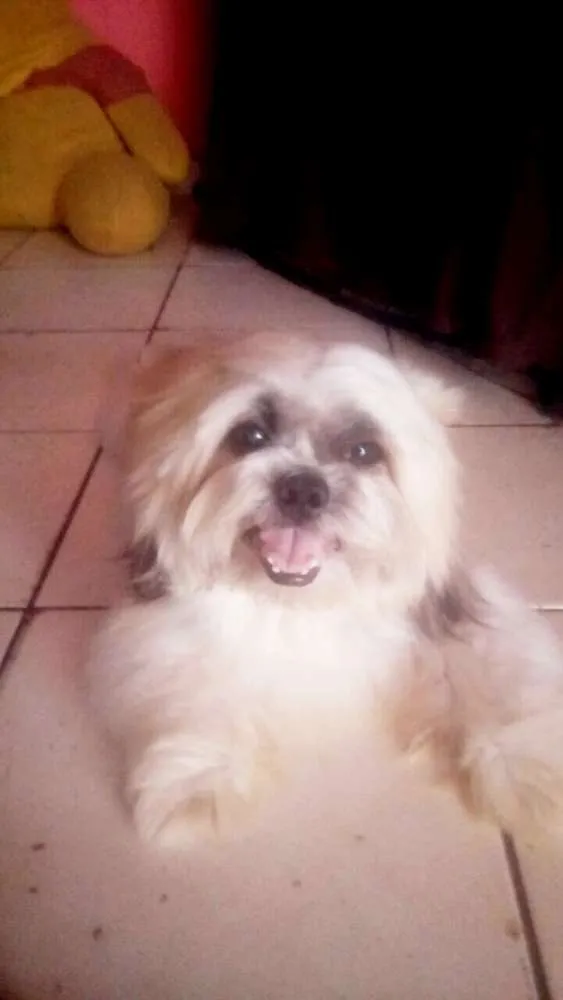 Cachorro ra a Shi-tzu idade 2 anos nome Spayk