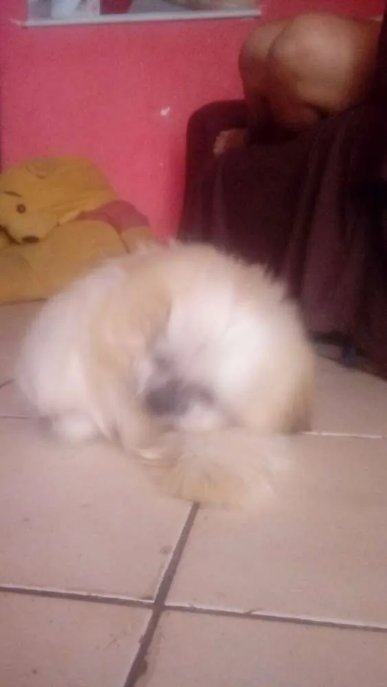 Cachorro ra a Shi-tzu idade 2 anos nome Spayk