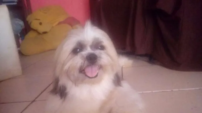 Cachorro ra a Shi-tzu idade 2 anos nome Spayk