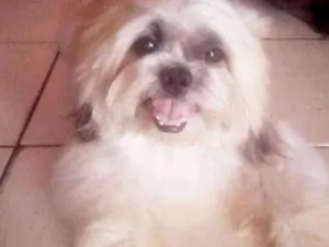 Cachorro raça Shi-tzu idade 2 anos nome Spayk