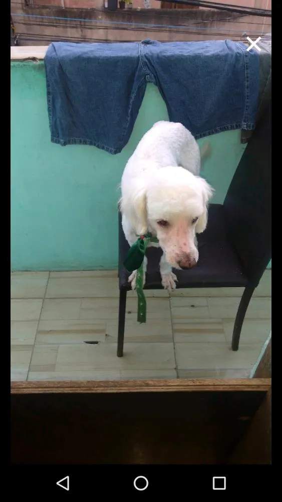 Cachorro raça Puldo idade 2 anos nome Bob