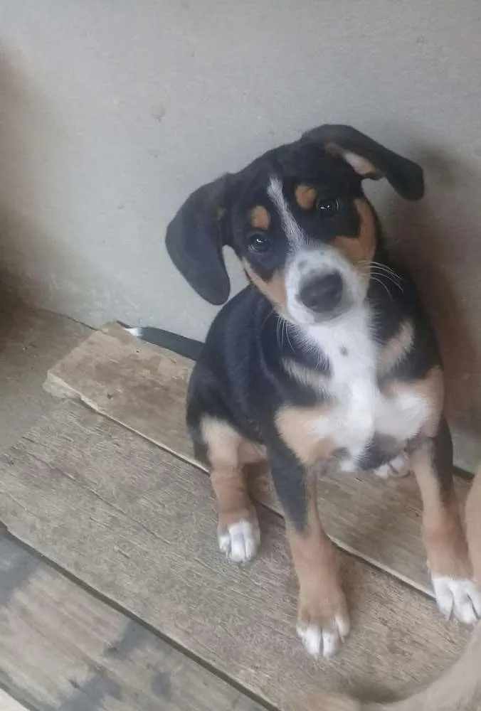 Cachorro raça Indefinida idade 2 a 6 meses nome Thor