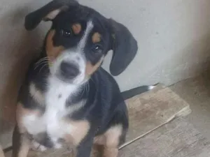 Cachorro raça Indefinida idade 2 a 6 meses nome Thor