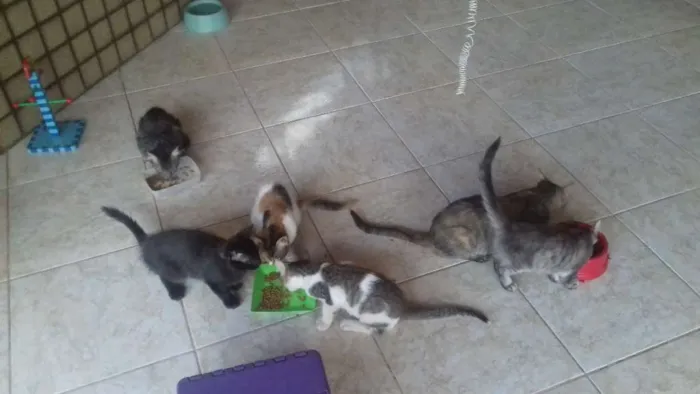 Gato ra a ingnorada idade 2 a 6 meses nome sem nome ainda