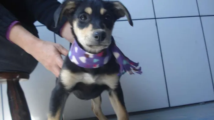 Gato ra a Vira lata idade 2 a 6 meses nome Tuti fruti