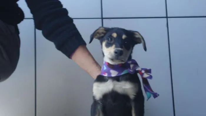 Gato ra a Vira lata idade 2 a 6 meses nome Tuti fruti