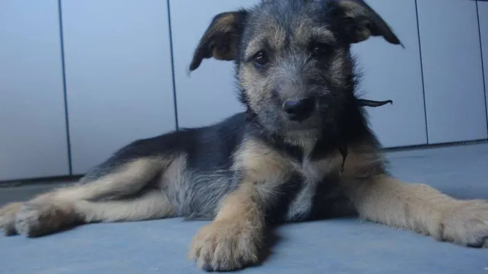 Cachorro ra a Vira lata idade 2 a 6 meses nome Estopinha