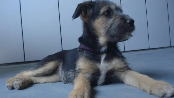 Cachorro ra a Vira lata idade 2 a 6 meses nome Estopinha