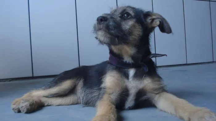 Cachorro ra a Vira lata idade 2 a 6 meses nome Estopinha