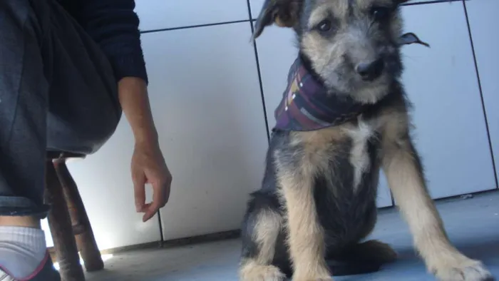 Cachorro ra a Vira lata idade 2 a 6 meses nome Estopinha