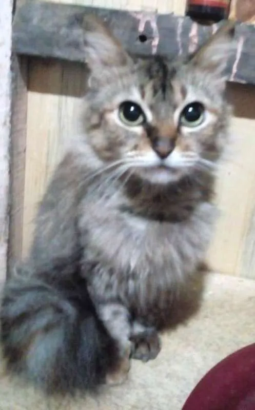 Gato ra a  idade 2 anos nome Peluda