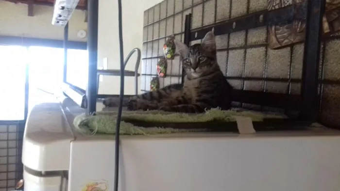 Gato ra a ingnorada idade 2 a 6 meses nome sem nome ainda