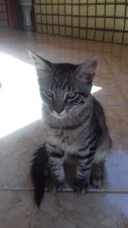 Gato ra a ingnorada idade 2 a 6 meses nome sem nome ainda