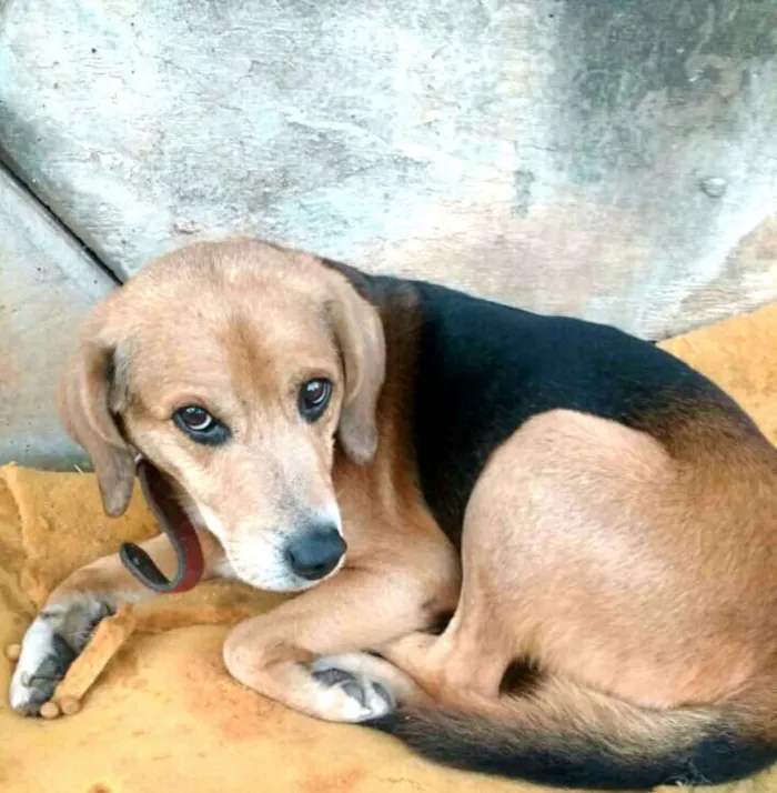 Cachorro ra a  idade  nome Harry