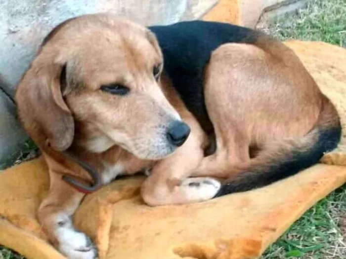Cachorro ra a  idade  nome Harry