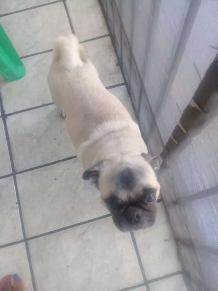 Cachorro raça Pug idade 2 anos nome Fany
