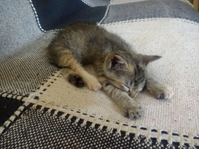 Gato ra a SRD idade 2 a 6 meses nome Cookie-Cream-Orange