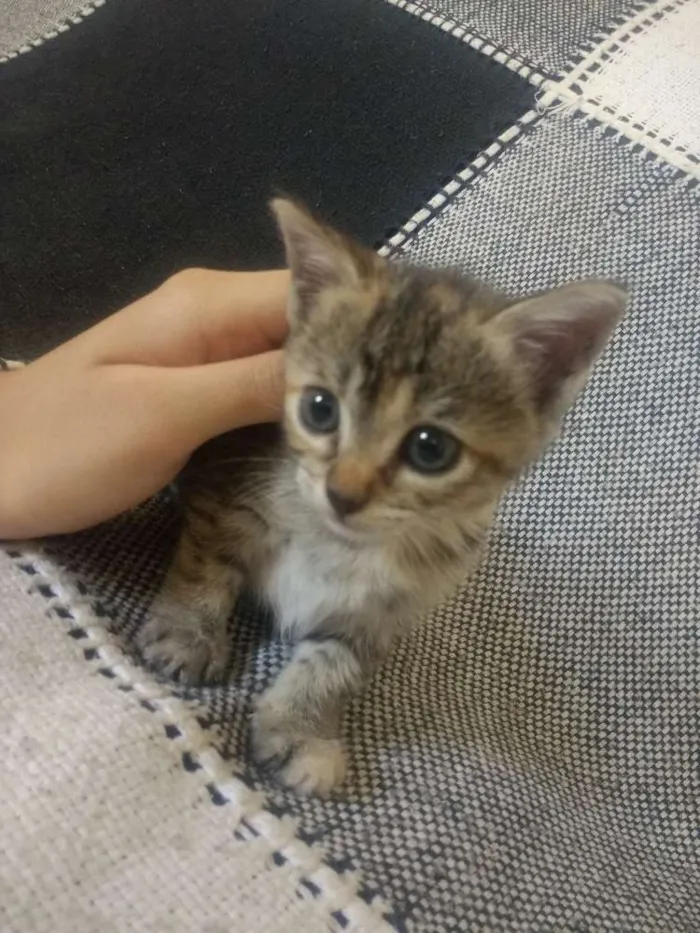 Gato ra a SRD idade 2 a 6 meses nome Cookie-Cream-Orange
