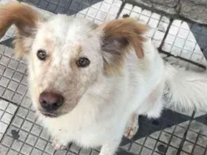 Cachorro raça SRD idade 2 anos nome Não sei