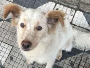 Cachorro raça SRD idade 2 anos nome Não sei