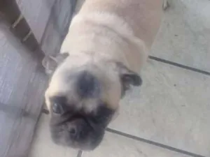Cachorro raça Pug idade 2 anos nome Fany