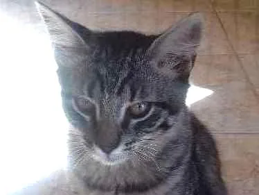 Gato ra a ingnorada idade 2 a 6 meses nome sem nome ainda