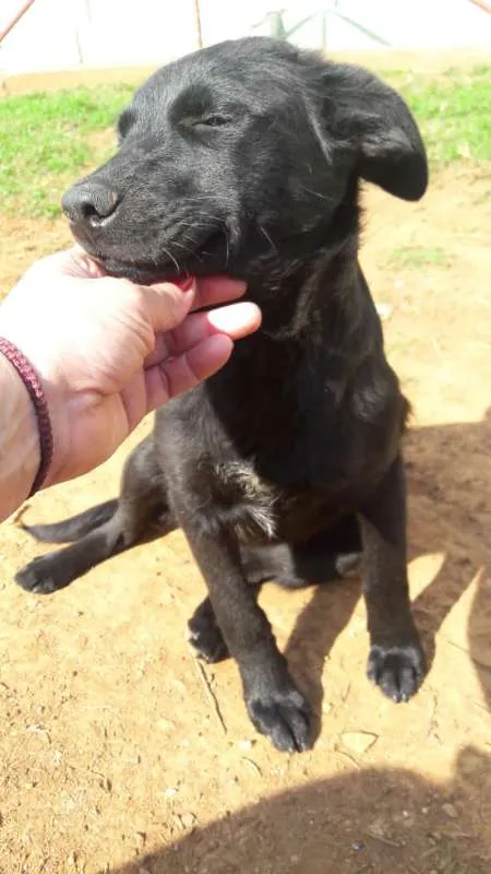 Cachorro ra a mix labrador idade 2 a 6 meses nome Mônica
