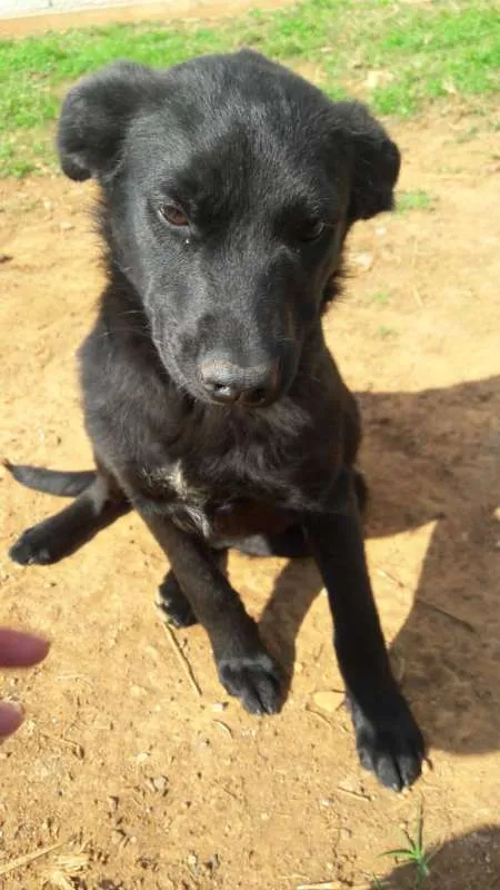 Cachorro ra a mix labrador idade 2 a 6 meses nome Mônica