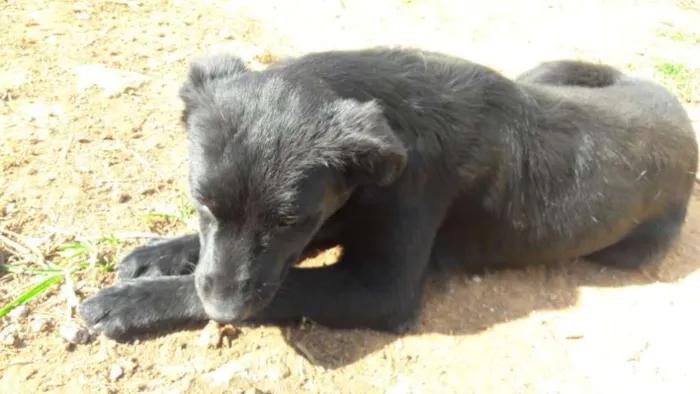 Cachorro ra a mix labrador idade 2 a 6 meses nome Mônica