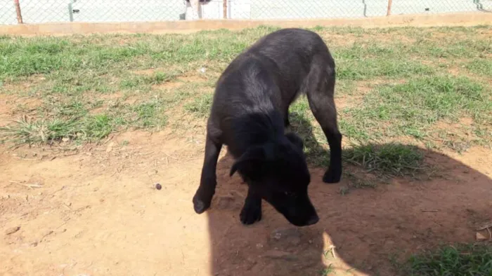 Cachorro ra a mix labrador idade 2 a 6 meses nome Mônica