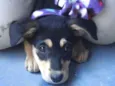Tuti fruti