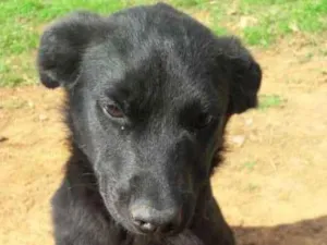 Cachorro raça mix labrador idade 2 a 6 meses nome Mônica
