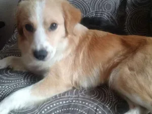 Cachorro raça Border Collie idade 1 ano nome Toby