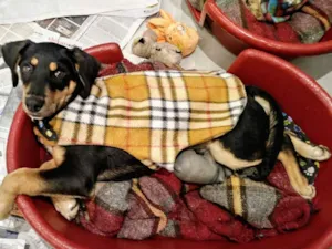 Cachorro raça SRD idade 2 a 6 meses nome Filhote Scooby