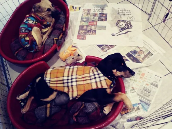 Cachorro ra a SRD idade 2 a 6 meses nome Filhote Scooby