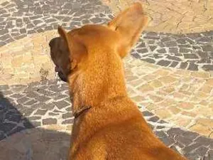 Cachorro raça Vira lata idade 2 anos nome Mel