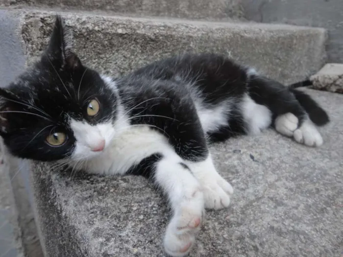 Gato ra a Comum idade 2 a 6 meses nome Docinho