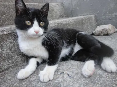 Gato raça Comum idade 2 a 6 meses nome Docinho