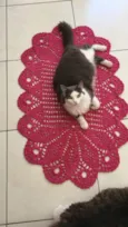 Cinzinha