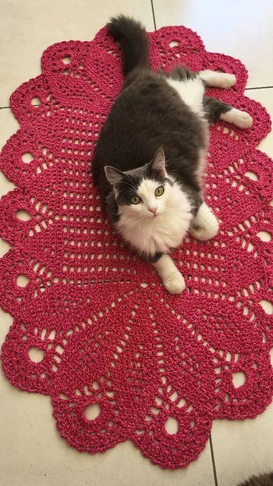 Gato ra a Rnd  idade 1 ano nome Cinzinha
