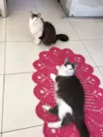 Cinzinha