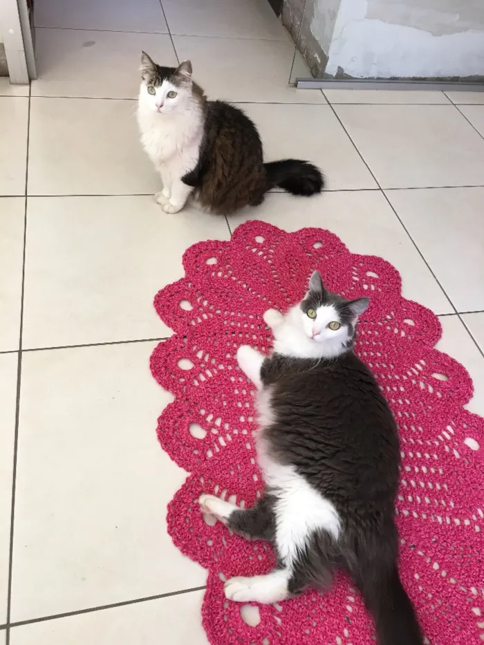 Gato ra a Rnd  idade 1 ano nome Cinzinha