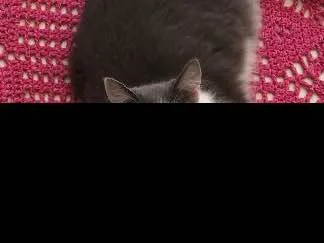 Gato ra a Rnd  idade 1 ano nome Cinzinha