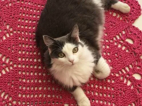 Gato ra a Rnd  idade 1 ano nome Cinzinha