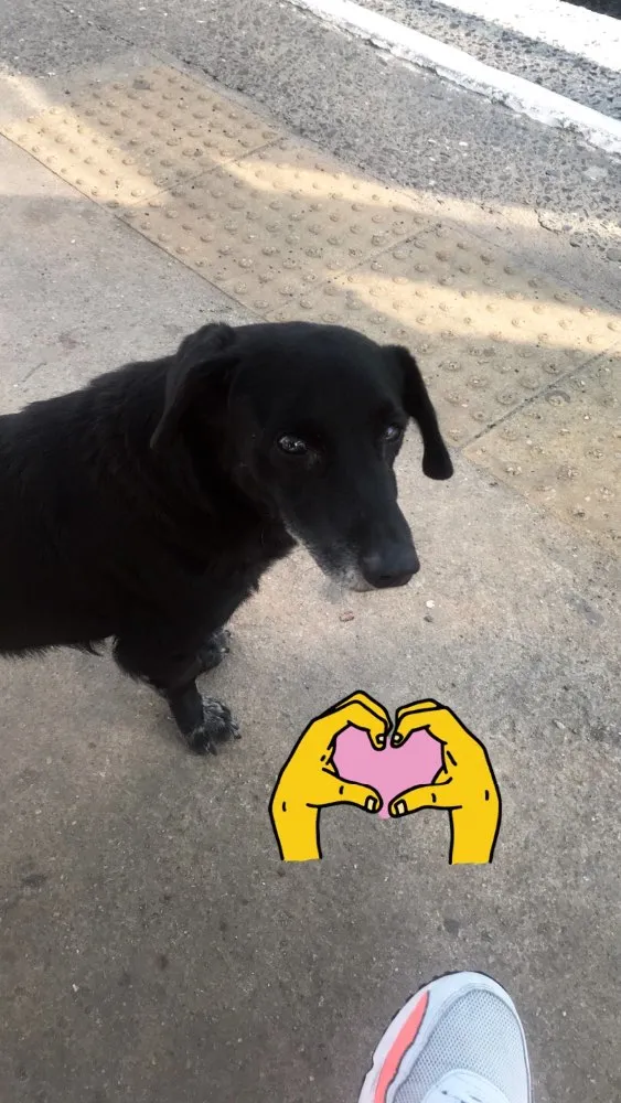 Cachorro ra a Vira lata idade 7 a 11 meses nome Miguis